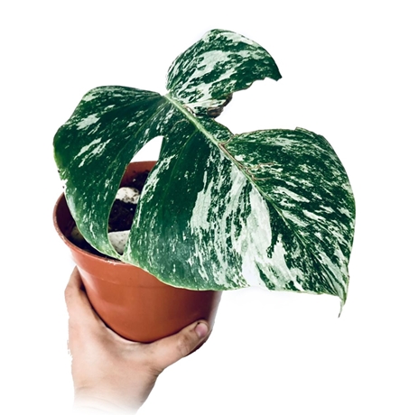 Panasovana Monstera Prodej