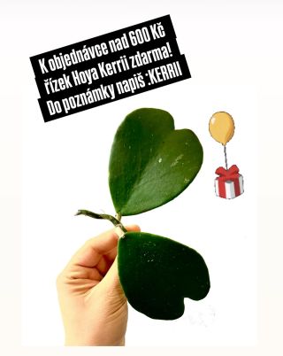 Nenechte si ujít tuto sbírkovou Voskovku.