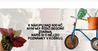 Zajímavé řízky Begonii nyní jako dárek k objednávce nad 600 Kč. Napiš si o něj do poznámky v košíku:).