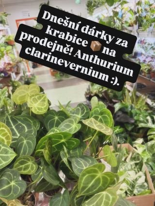 Nenechte si ujít dárky za krabice na balení na prodejně:)