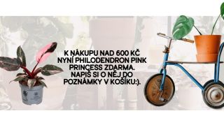 Nenechte si ujít super akci! K nákupu nad 600 Kč nyní dostanete Philodenron Pink princess jako dárek. Stačí si o něj...