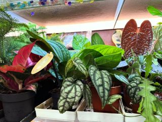 Nádherná jungle plná zajímavých kousků. To je e-shop a prodejna KytkaSem! Navštivte nás osobně každé pondělí a středu...