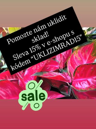 Udělejte si radost novou pokojovkou se slevou 15%.